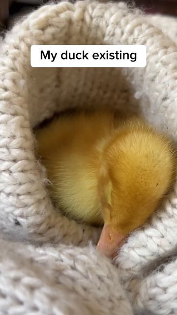 Every single time lol 😂 #duck #ducks #duckling #cute #adorable #shorts #pets смотреть онлайн