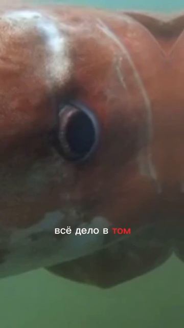 По-настоящему огромный кальмар, может потягаться с китом. #наука #природа #море #морскиеживотные