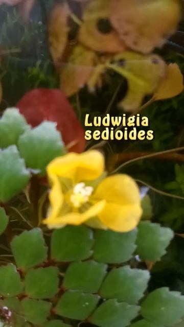 Ludwigia Sedioides #shorts