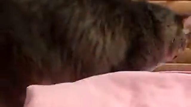 Моя любимая кошка Мася. смотреть онлайн