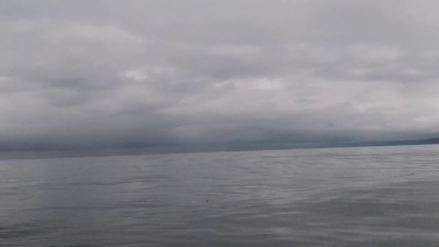 Ocean Sunfish off Rockway Beach, Oregon смотреть онлайн
