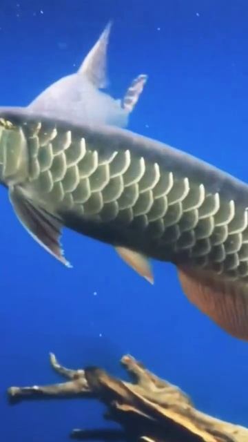 Arwana Red Tail Golden (RTG)#shorts смотреть онлайн
