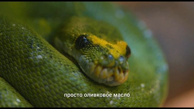 Змеи узнали себя в зеркальном тесте. Это значит, у них может быть некая форма самоосознания смотреть онлайн