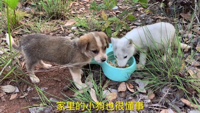 担心小狐狸太孤独，我把小狗介绍给小狐狸做朋友。它们成了形影不离的好朋友。🦊🦊🦊👭👭❤️❤️🐶🐶🐶 смотреть онлайн