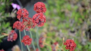 Армерія псевдоармерія Ballerina Red