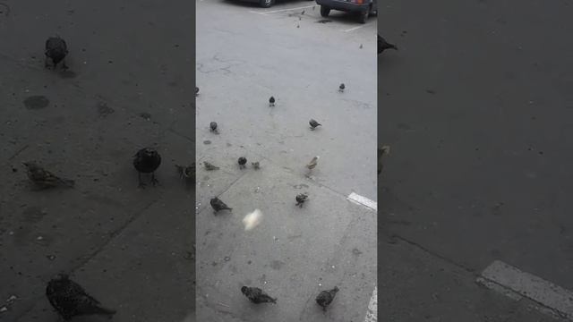 Скворцы ловят хлеб смотреть онлайн