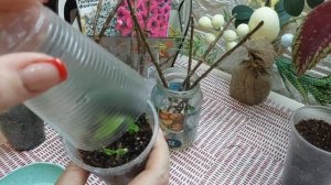 Черенкование гортензии и укоренение почкой в Феврале🌱3 способа размножения...Способы рабочие...