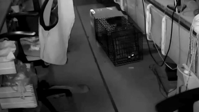 побег енота смотреть онлайн