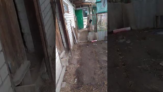 Вечер на хуторе