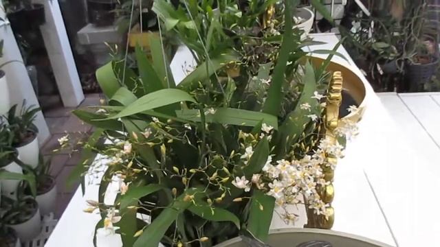 Extremely FRAGRANT: Miniture Oncidium Twinkle Collection Update 2022 смотреть онлайн