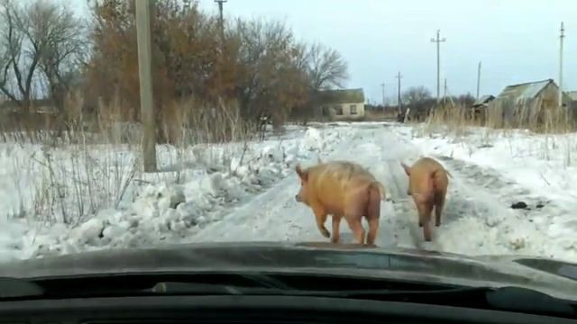 Как мы в селе Климовка гонялись за свиньями смотреть онлайн