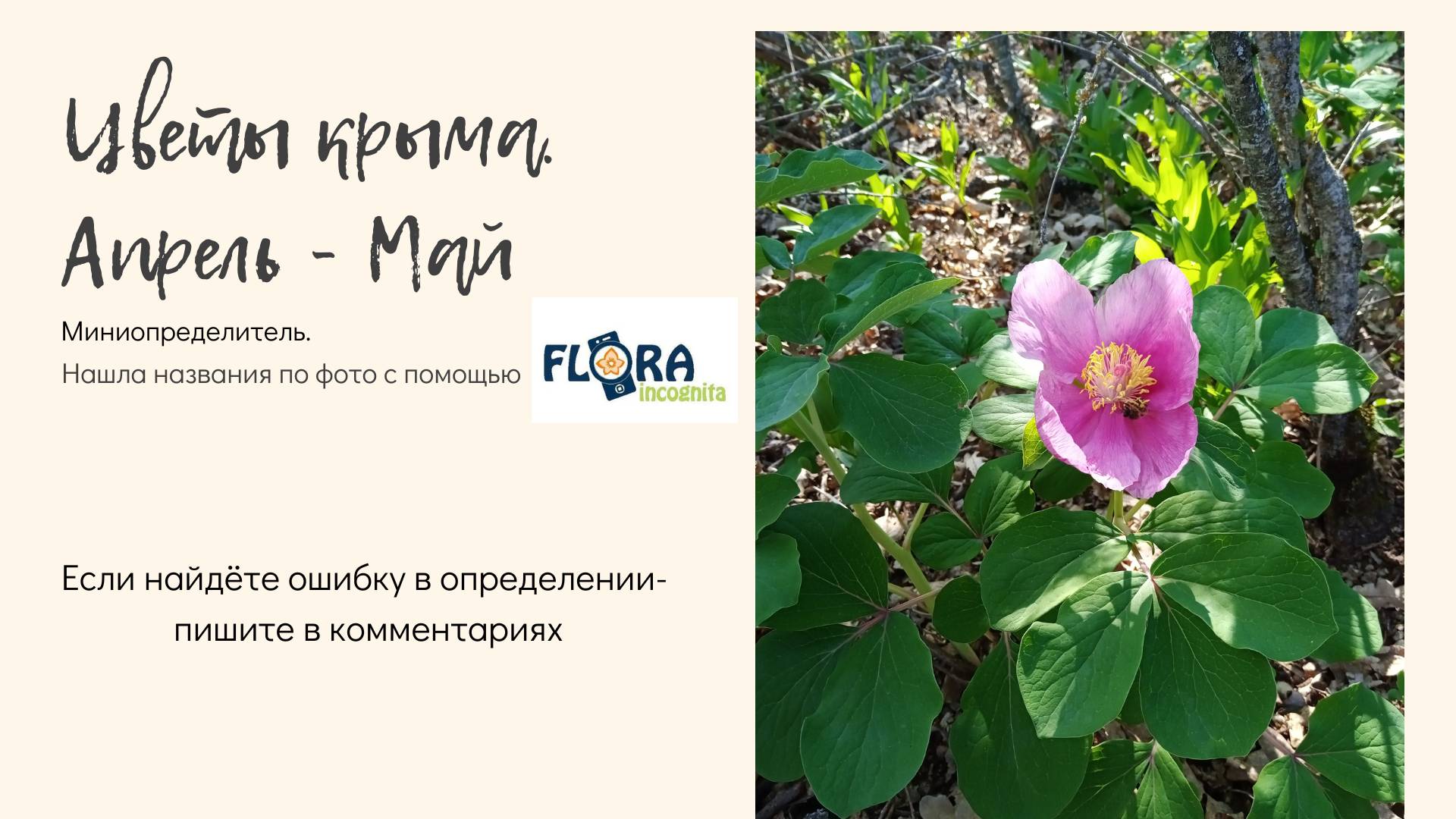 Мини определитель растений и насекомых, которые встречались нам в весенних походах по Крыму. смотреть онлайн