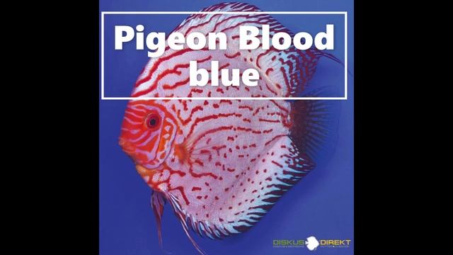 Discus strains explained PART 2 I DISCUS DIVANA смотреть онлайн