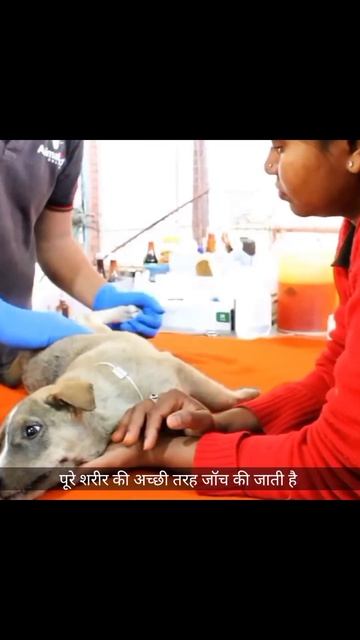 Everyday millions of pup's are died by Car accident 😭|#shorts смотреть онлайн