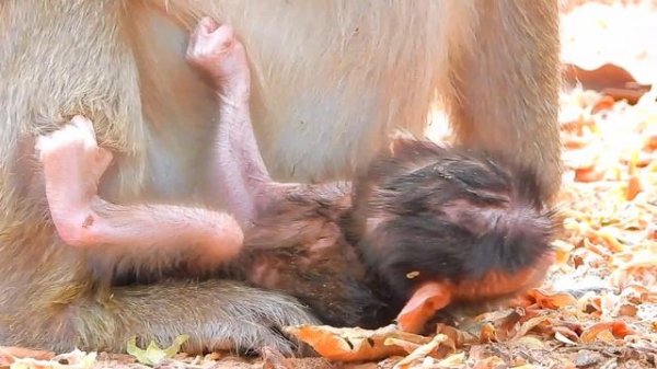 Newborn Today Baby Dito, Diasy Giving  Birth At Morning20/12/20