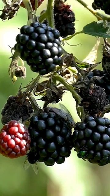 Fly Are Eating The Grapes?How do I get rid of grape flies#Shorts Shots Video смотреть онлайн