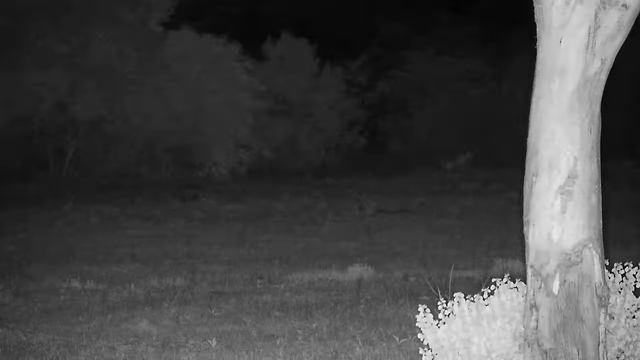 Djuma: White-tailed Mongoose - 19:22 - 11/25/21 смотреть онлайн