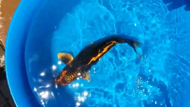 Lot18 Карп кои 2017 www.koi-kuban.ru смотреть онлайн