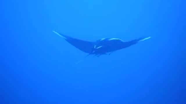 Manta a Big Brother 2010 смотреть онлайн