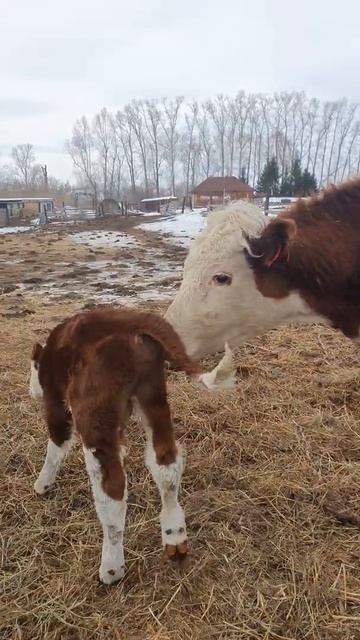 Деревенская идиллия смотреть онлайн