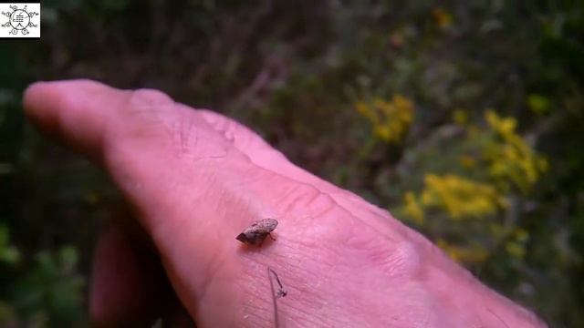 Diamondback Spittlebug - Lepyronia quadrangularis смотреть онлайн