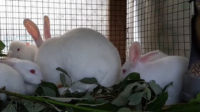 Молодая самка с крольчатами l Борода стала мамой смотреть онлайн