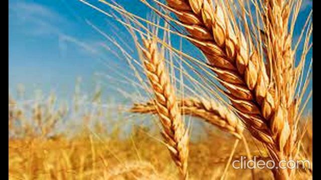 ПРЕКРАСНА ПІСНЯ ПІД ЧАС ЖНИВ смотреть онлайн