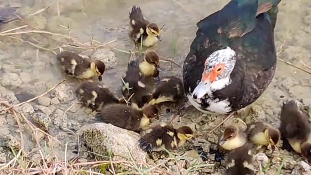 Two day old Muscovy ducklings feeding in water with mom смотреть онлайн