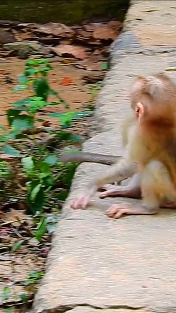 Poor Monkey 552024 08 03 11 27 07 280 смотреть онлайн