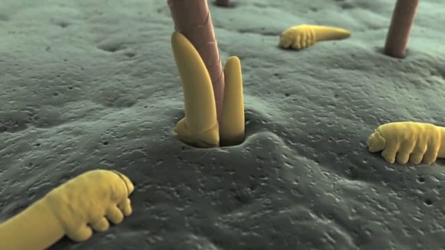Demodex mites смотреть онлайн