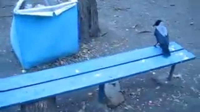 Кот Васька и ворон Гамлет, осень 2013 года. смотреть онлайн