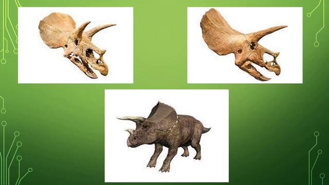 Triceratops - The Largest Horned Dinosaur Ever Walked On The Earth смотреть онлайн