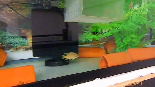 Neolamprologus Splendens Helianthus Kamakonde Wild смотреть онлайн