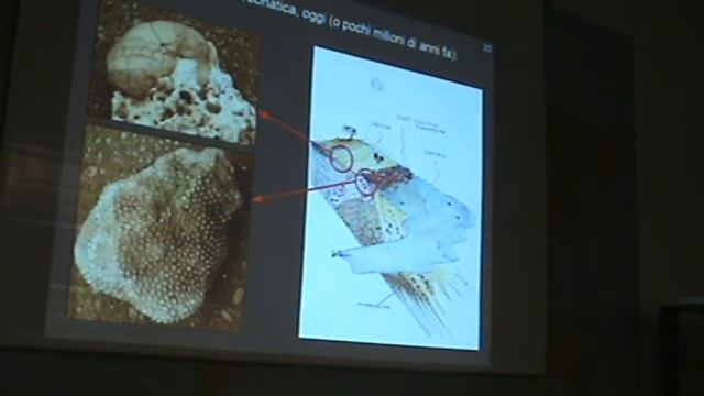 DOLOMITI: montagne di corallo? - Prof. Nereo Preto смотреть онлайн