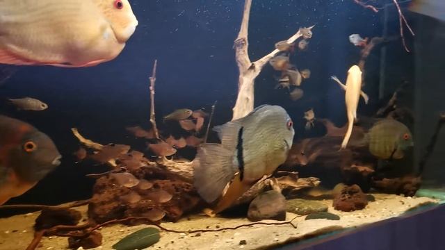 Северум, темная вода. смотреть онлайн