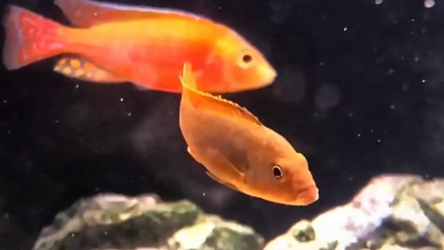 Iodotropheus sprengerae f1 | 紫罗兰 смотреть онлайн