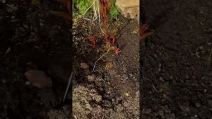 5 мая 2024 развитие корней пионов от Пулков сад