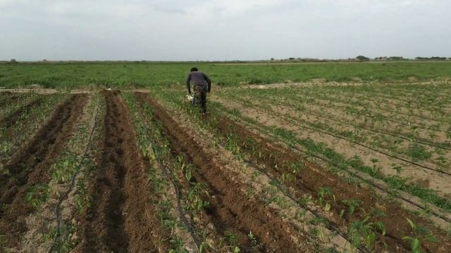 Biber yetiştiriciliği biber de ara çapalama mersin tarsus biber ekimi ve bakımı püf noktası. смотреть онлайн