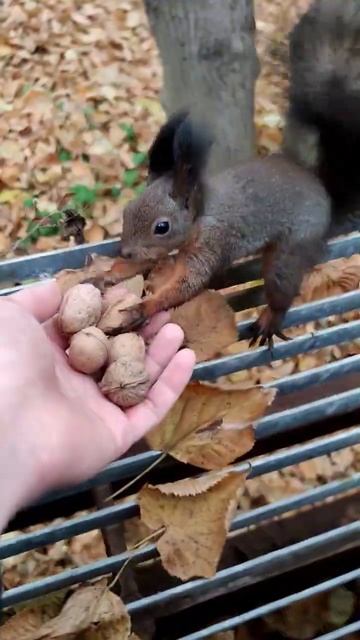 Белка много прыгает. The squirrel jumps a lot #squirrel #белка #shorts #animals смотреть онлайн