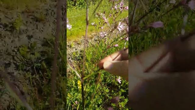 Episode 27 : le lychnis fleur de coucou смотреть онлайн