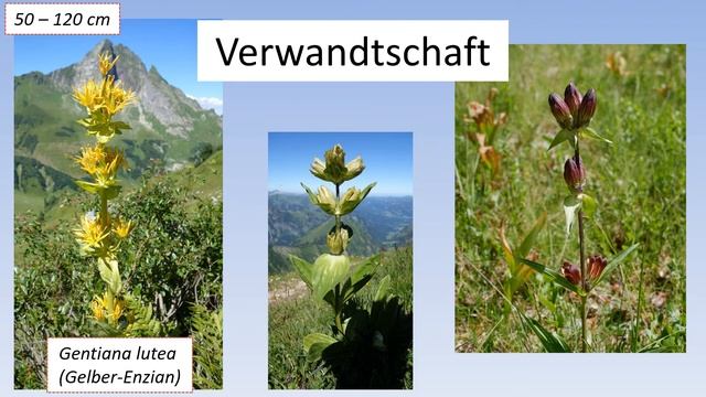 Pflanzenportrait Enzian (Clusius- und Stängelloser Enzian) смотреть онлайн