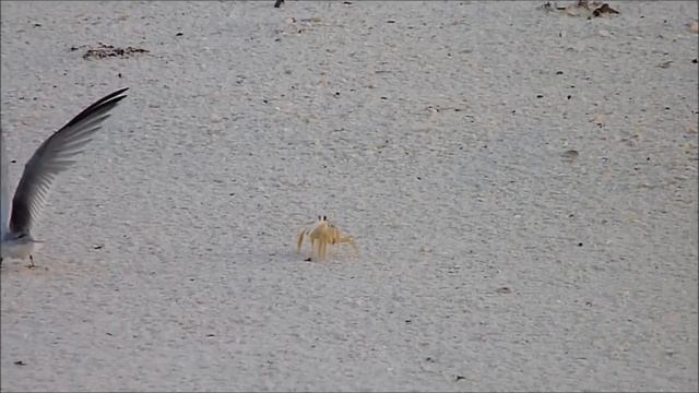 Crab and Tern II смотреть онлайн