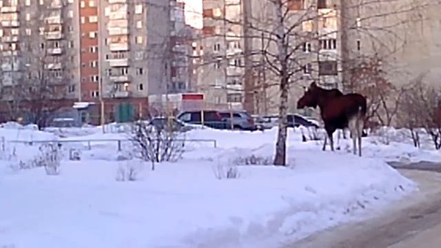 лось1 смотреть онлайн