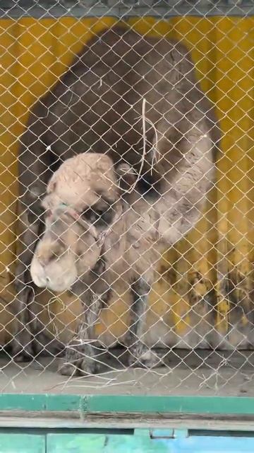 #туя #шериф #лев #short #tezkorxabarlar #shortvideo #top #beautiful смотреть онлайн