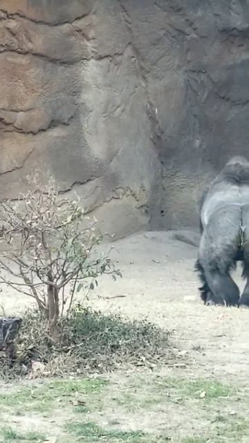 Scary #gorilla roar. Volume up. смотреть онлайн