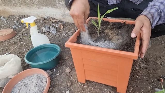 Sorprendente técnica de germinar maíz 🌽 en tu huerto - En cubetas o trastes plástico смотреть онлайн
