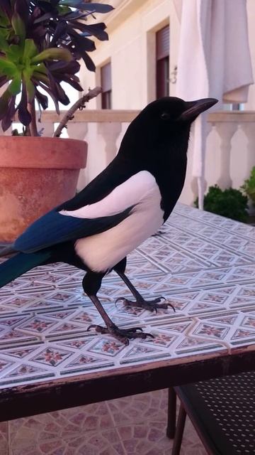 Urraca habladora - Talkative Magpie spanish смотреть онлайн