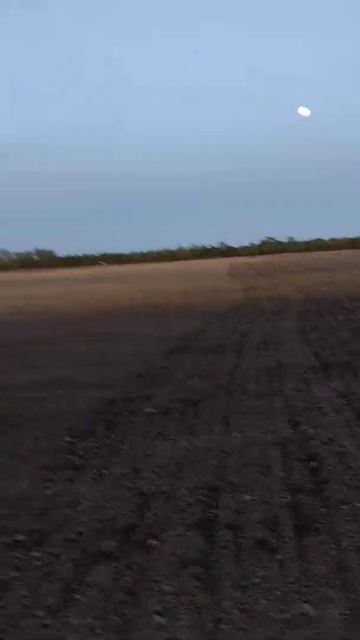 Planting buckwheat for the bees and seed production. смотреть онлайн