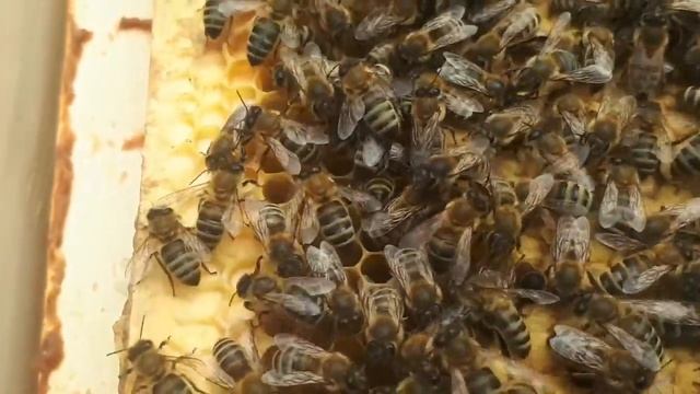Поведінка бджіл без матки смотреть онлайн