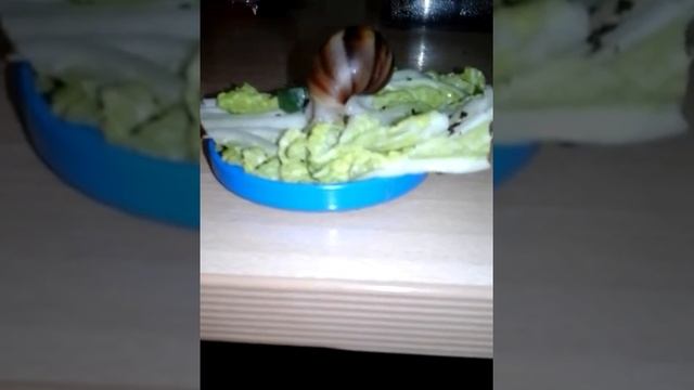Вечер улиток🐌🐌🐚Соня хочет съесть Алису?????